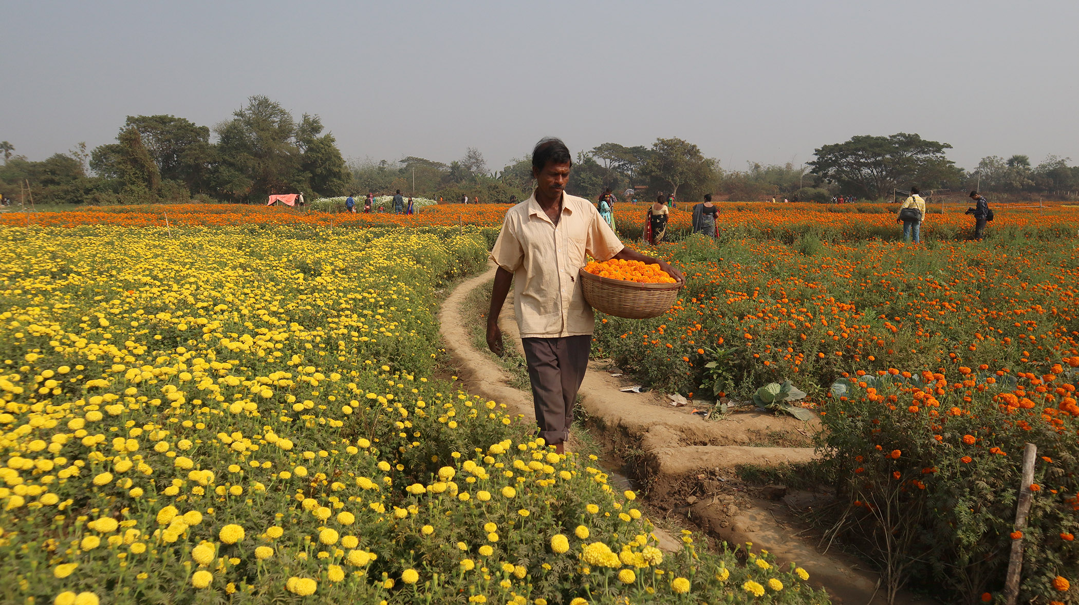 Article - Valley of Flower (West Bengal) Arpita Dey