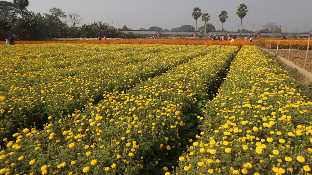 Article - Valley of Flower (West Bengal) Arpita Dey