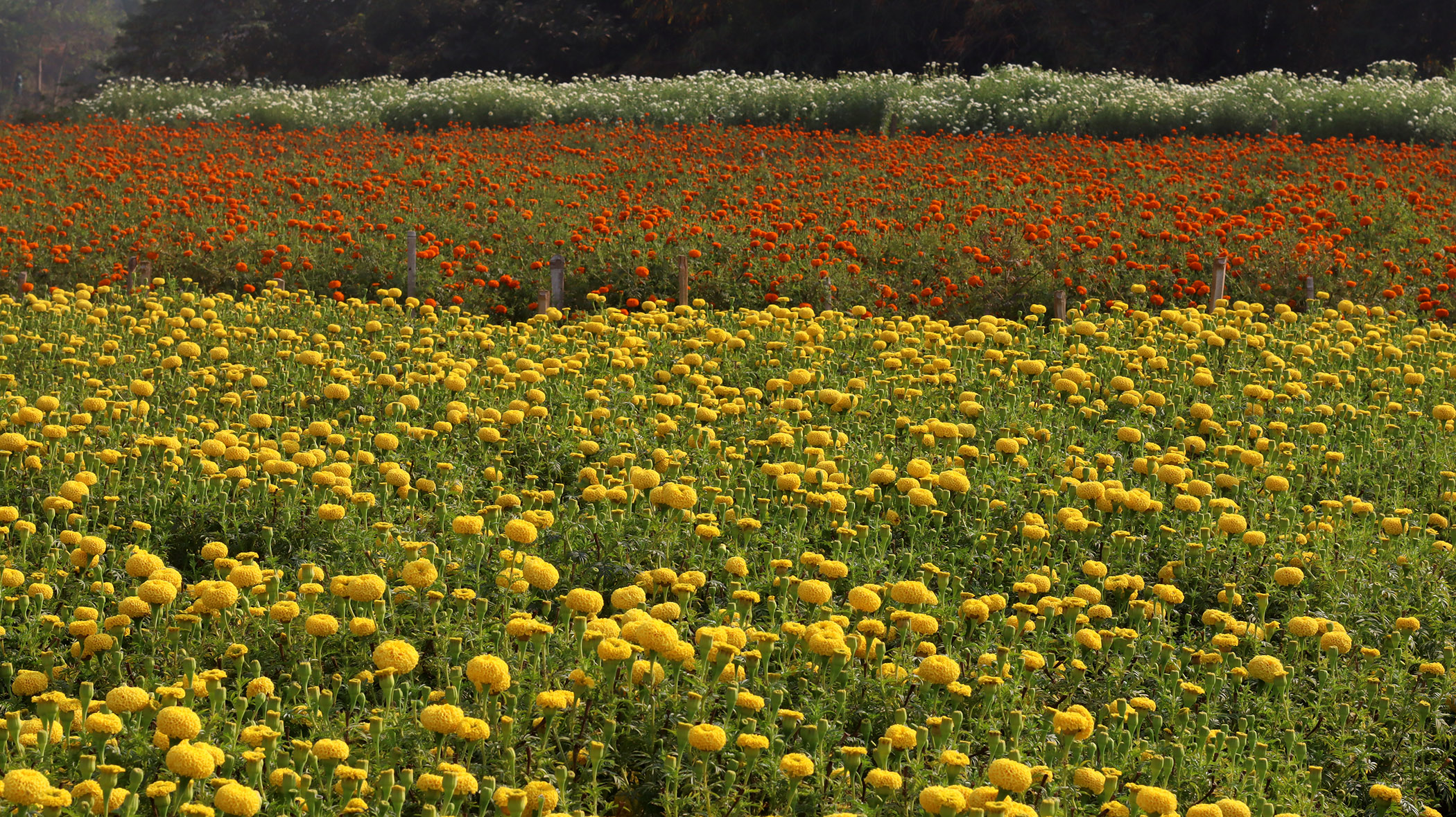 Article - Valley of Flower (West Bengal) Arpita Dey