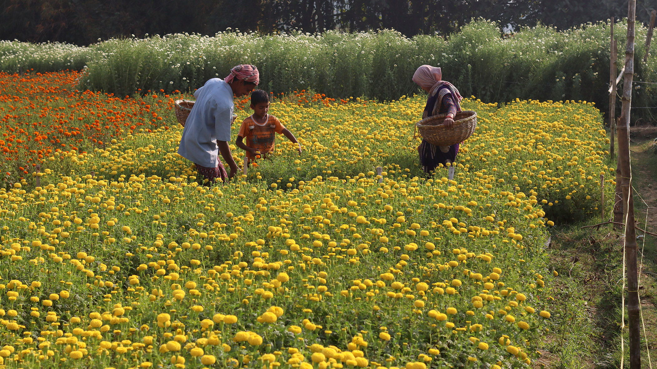 Article - Valley of Flower (West Bengal) Arpita Dey