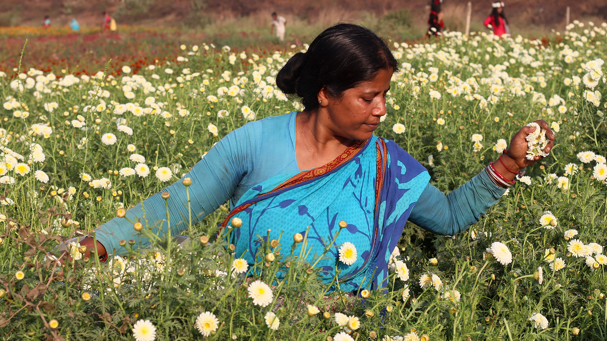 Article - Valley of Flower (West Bengal) Arpita Dey