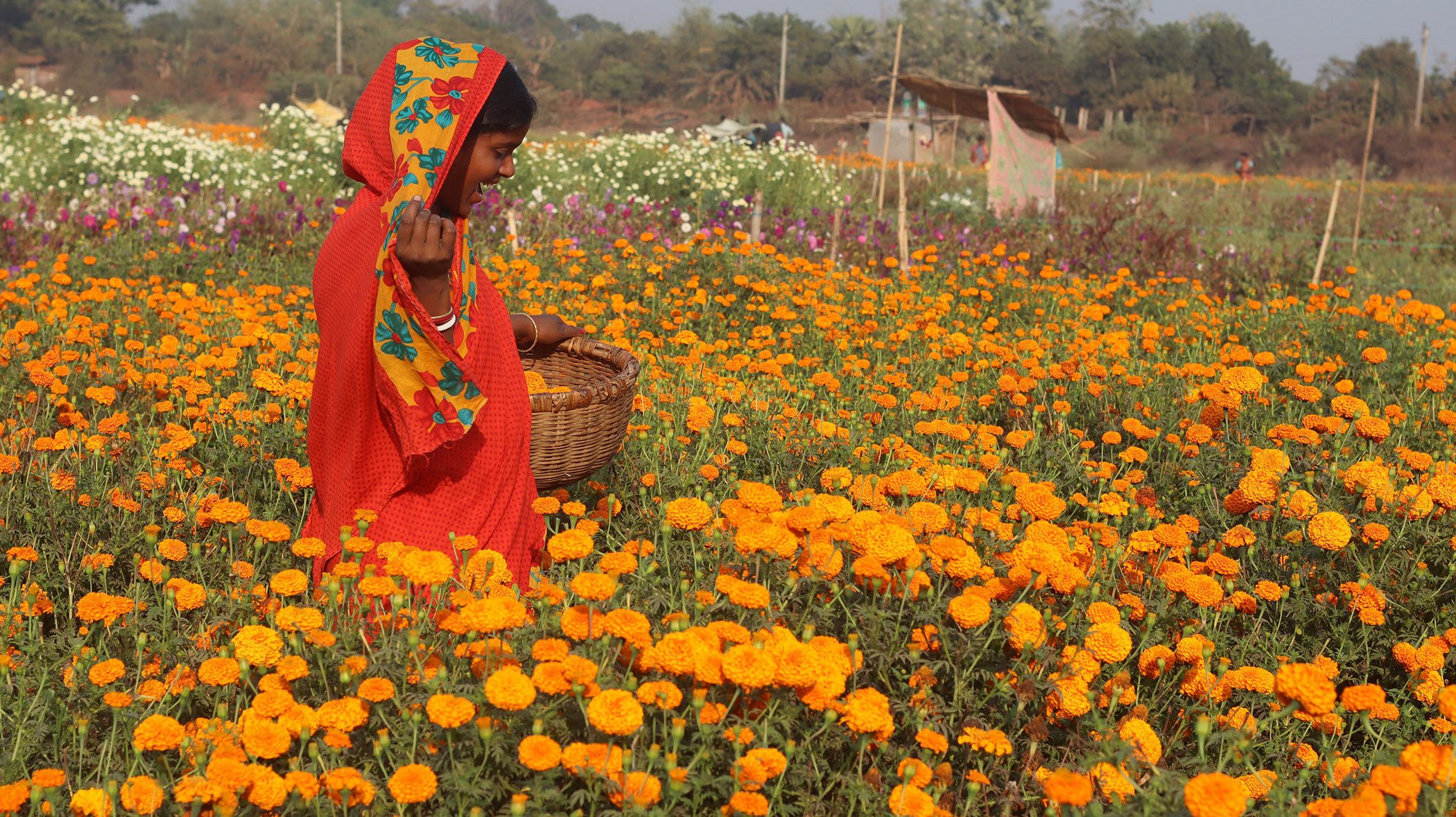 Article - Valley of Flower (West Bengal) Arpita Dey