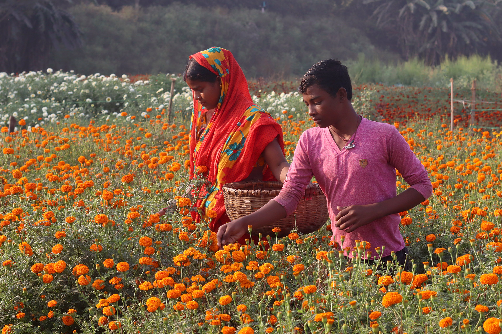 Article - Valley of Flower (West Bengal) Arpita Dey