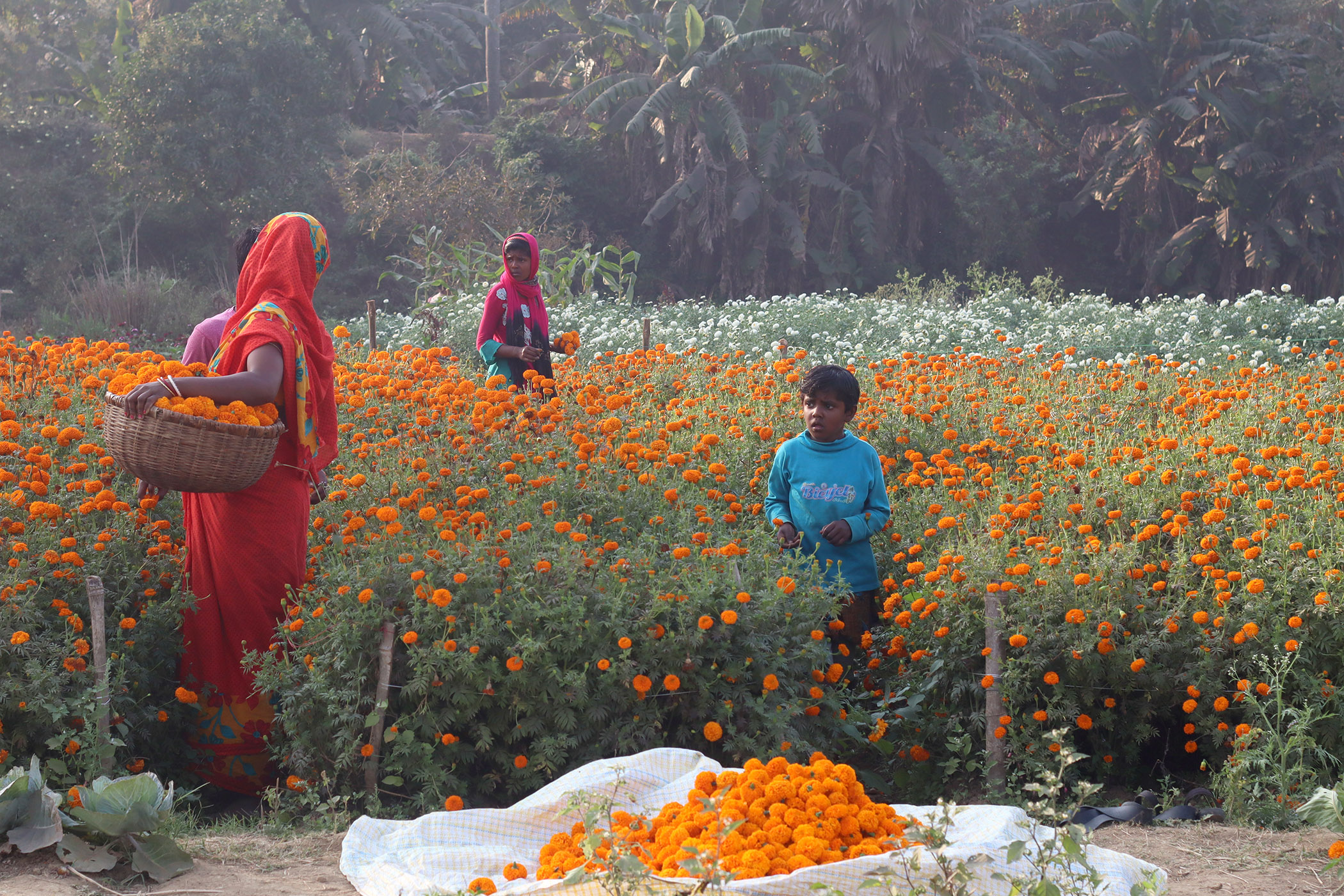 Article - Valley of Flower (West Bengal) Arpita Dey