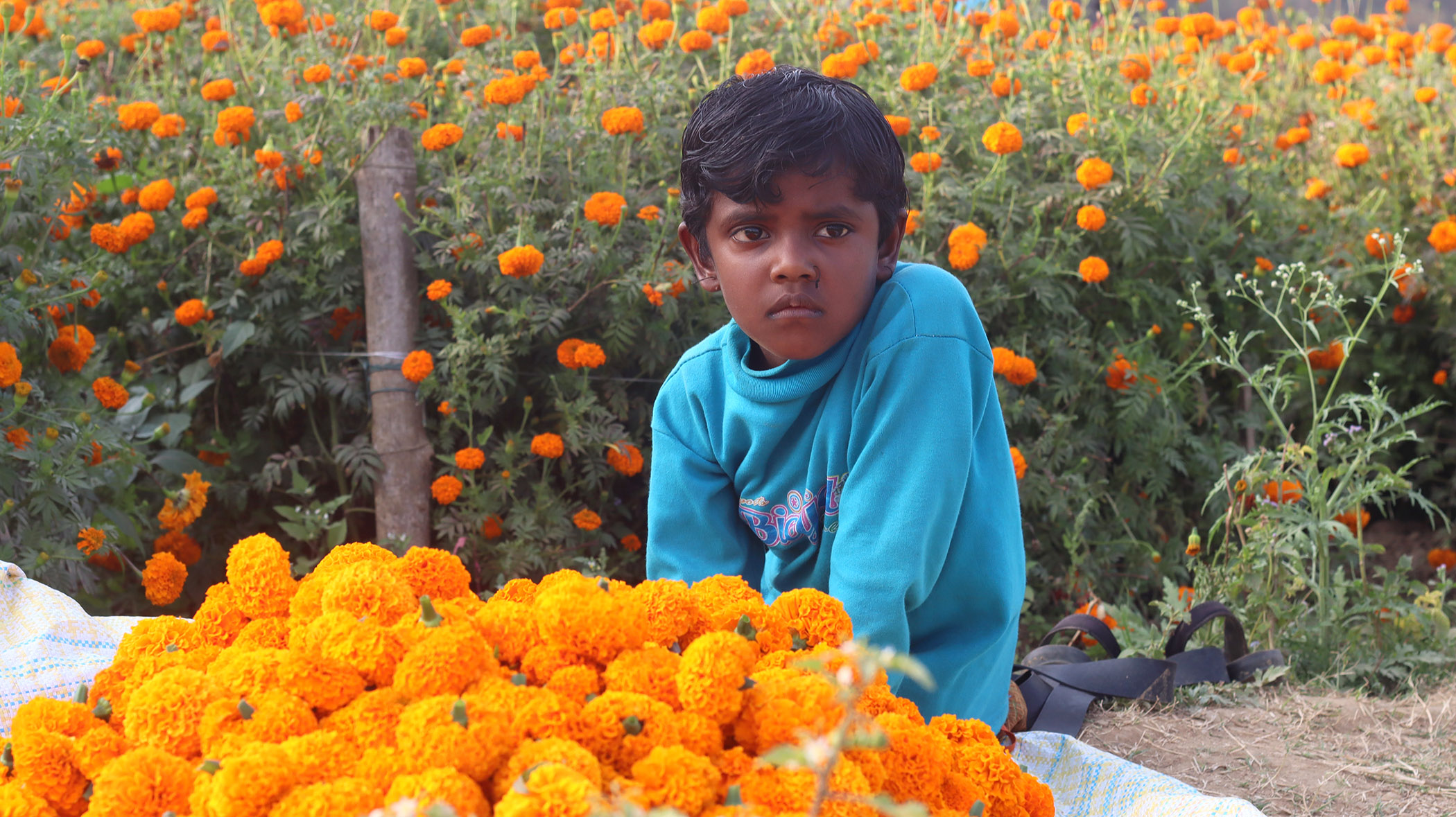 Article - Valley of Flower (West Bengal) Arpita Dey