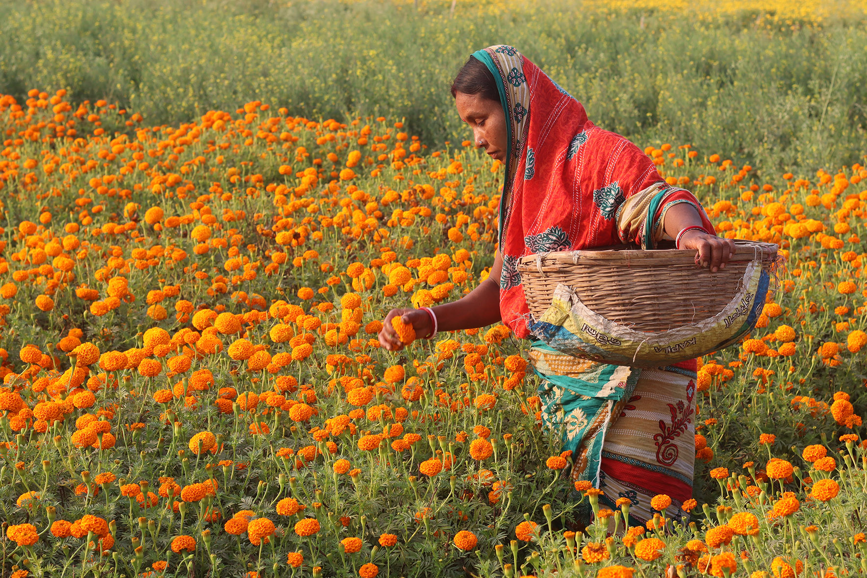 Article - Valley of Flower (West Bengal) Arpita Dey