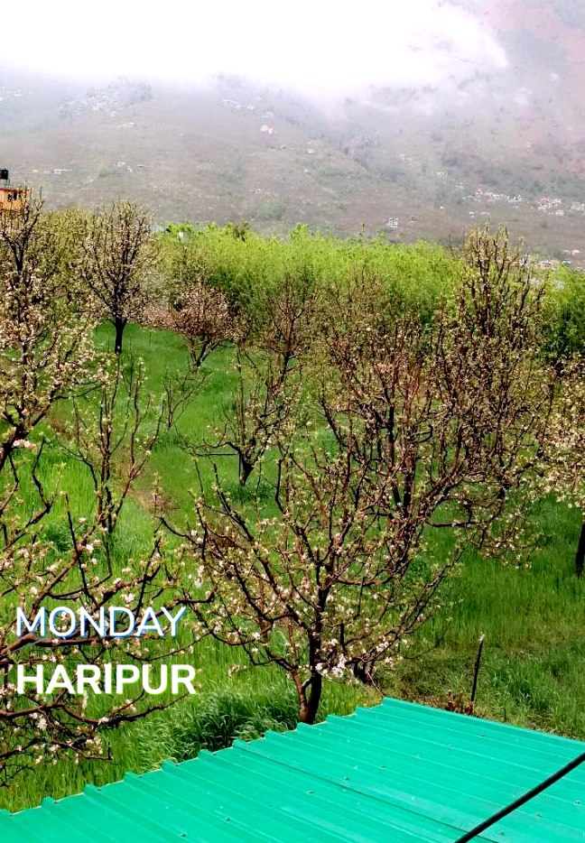 'The room with a view', blossoming apple trees visible from the glass windows of cottage rooms. Location: Mansari cottage, P.O Haripur, Manali, Himachal Pradesh.