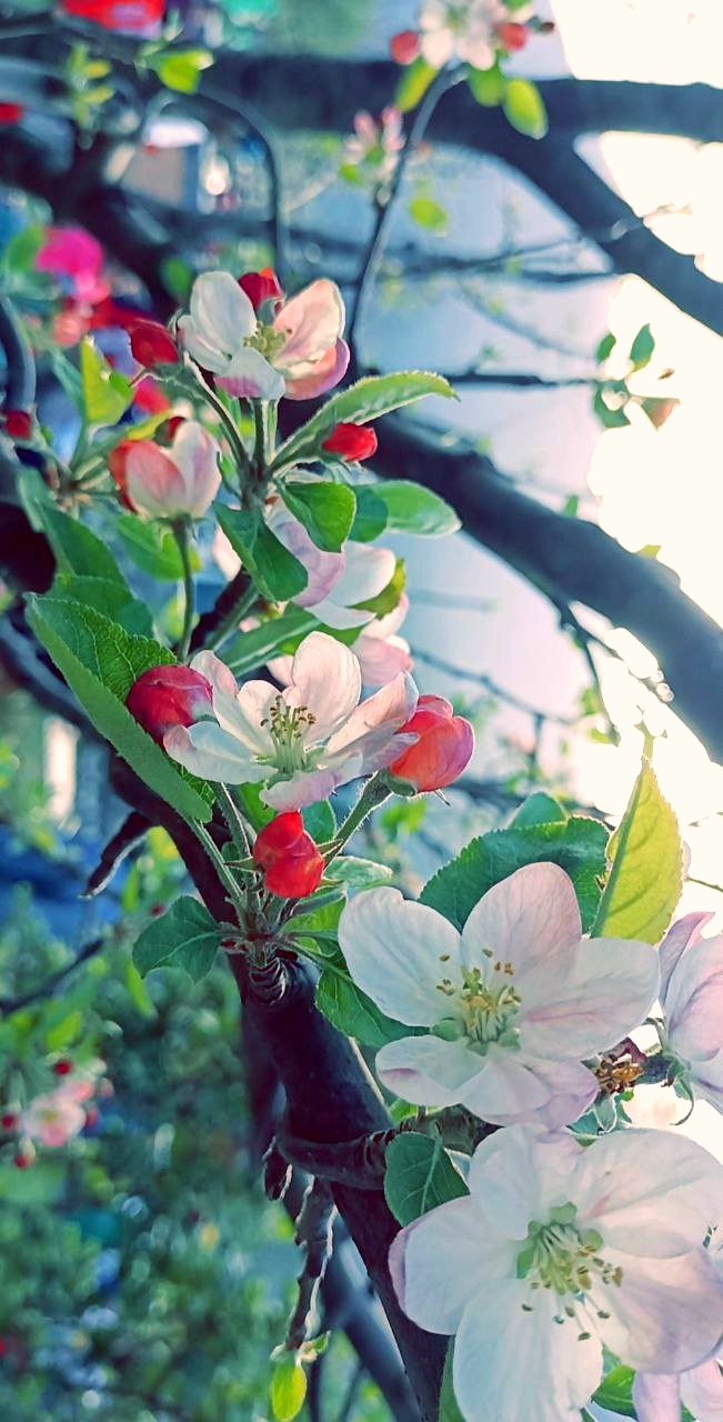 An apple tree at full bloom.Location: Oakwood Chalet by Sabirat Hospitality, Village Sarsai, distt. Haripur, Manali.Himachal Pradesh.