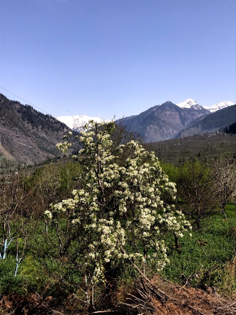 An apple tree at full blossom.