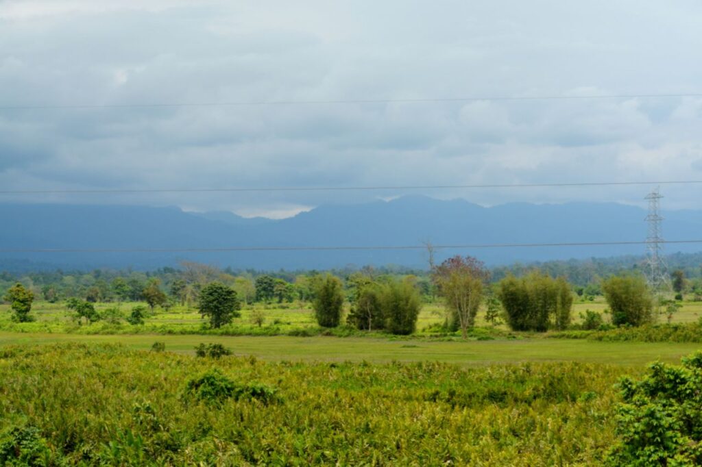 They colour the Earth green!