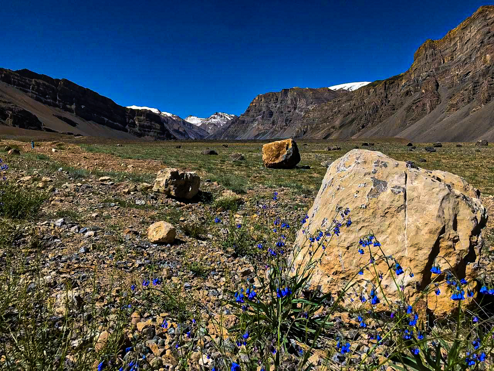 Flowers of the cold desert