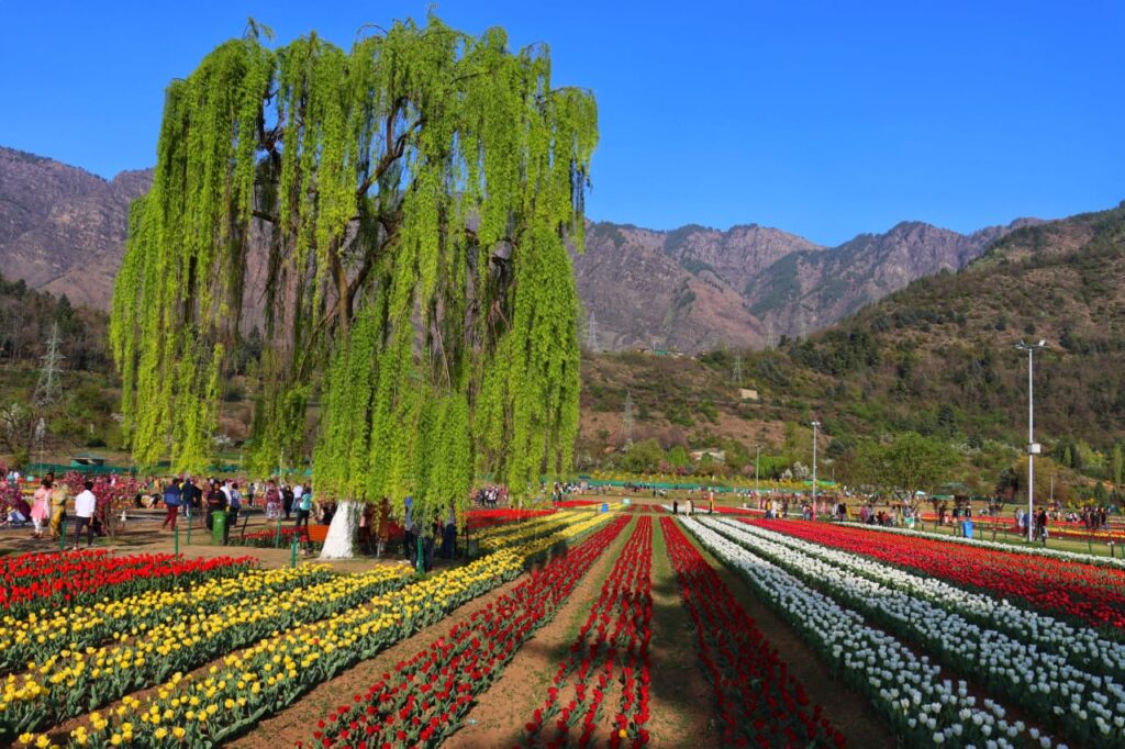 Image Courtesy: Department of Floriculture, J&K.