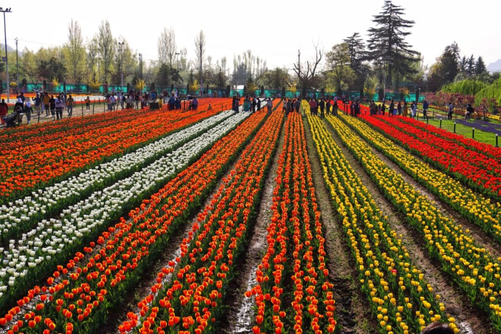 Image Courtesy: Department of Floriculture, J&K.