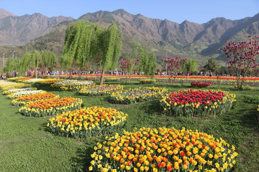 Image Courtesy: Department of Floriculture, J&K.