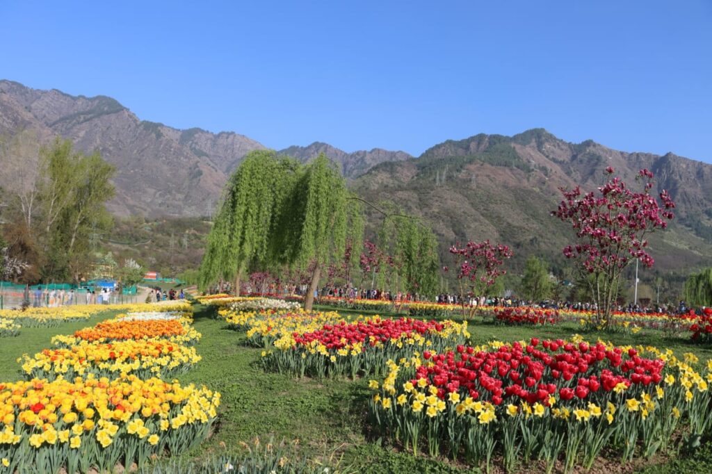 Image Courtesy: Department of Floriculture, J&K.