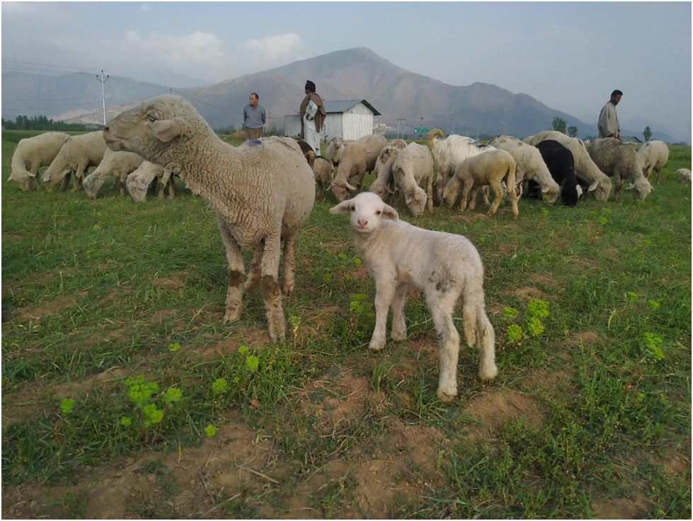 Mama sheep and baby sheep