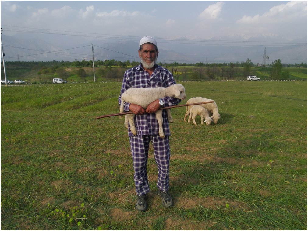 Shepherd with his sheep