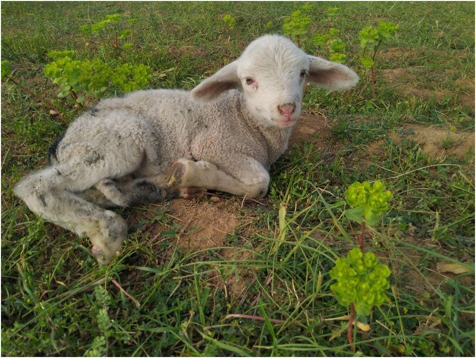 A Lamb posing for camera