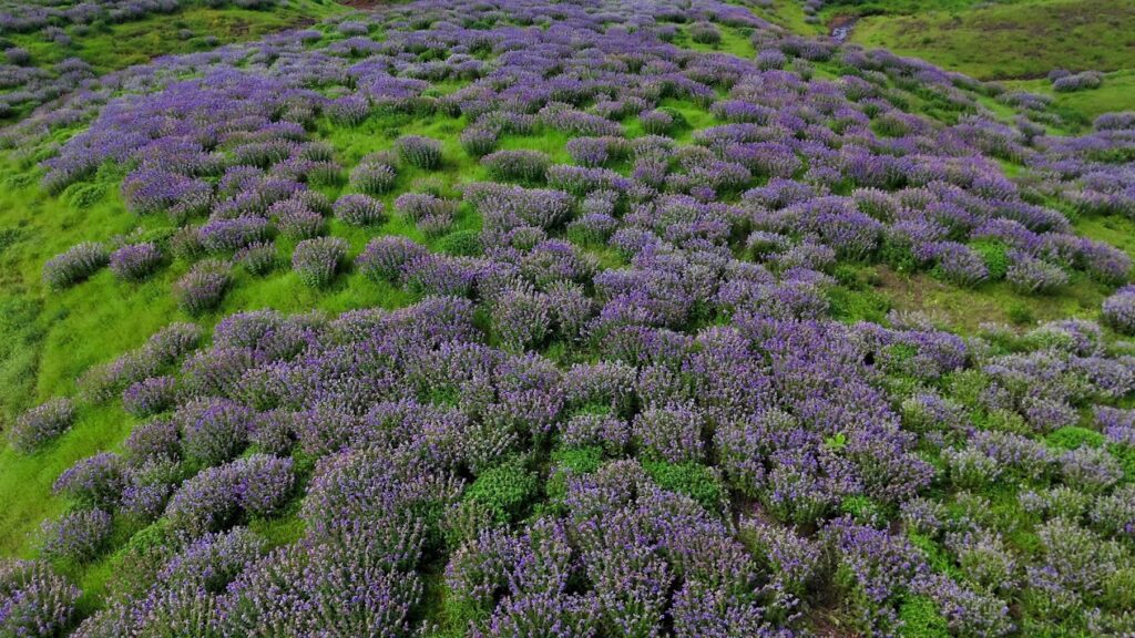 Karvi Blossoms: A Timeless Lesson in Patience and Resilience Karvi Flowers